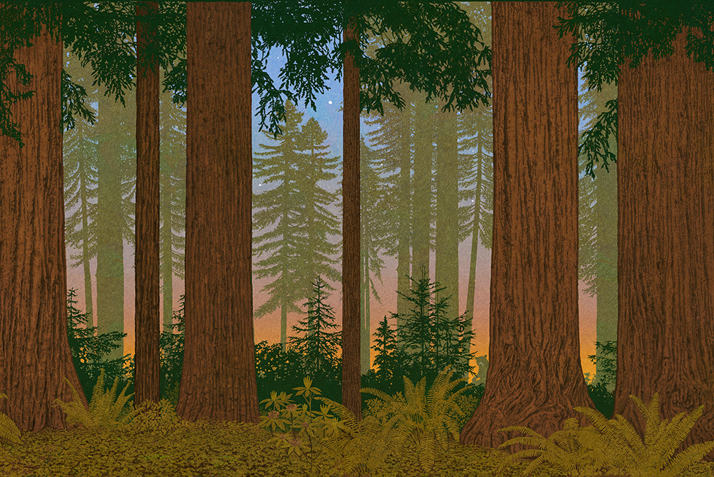 Redwood Art Poster
